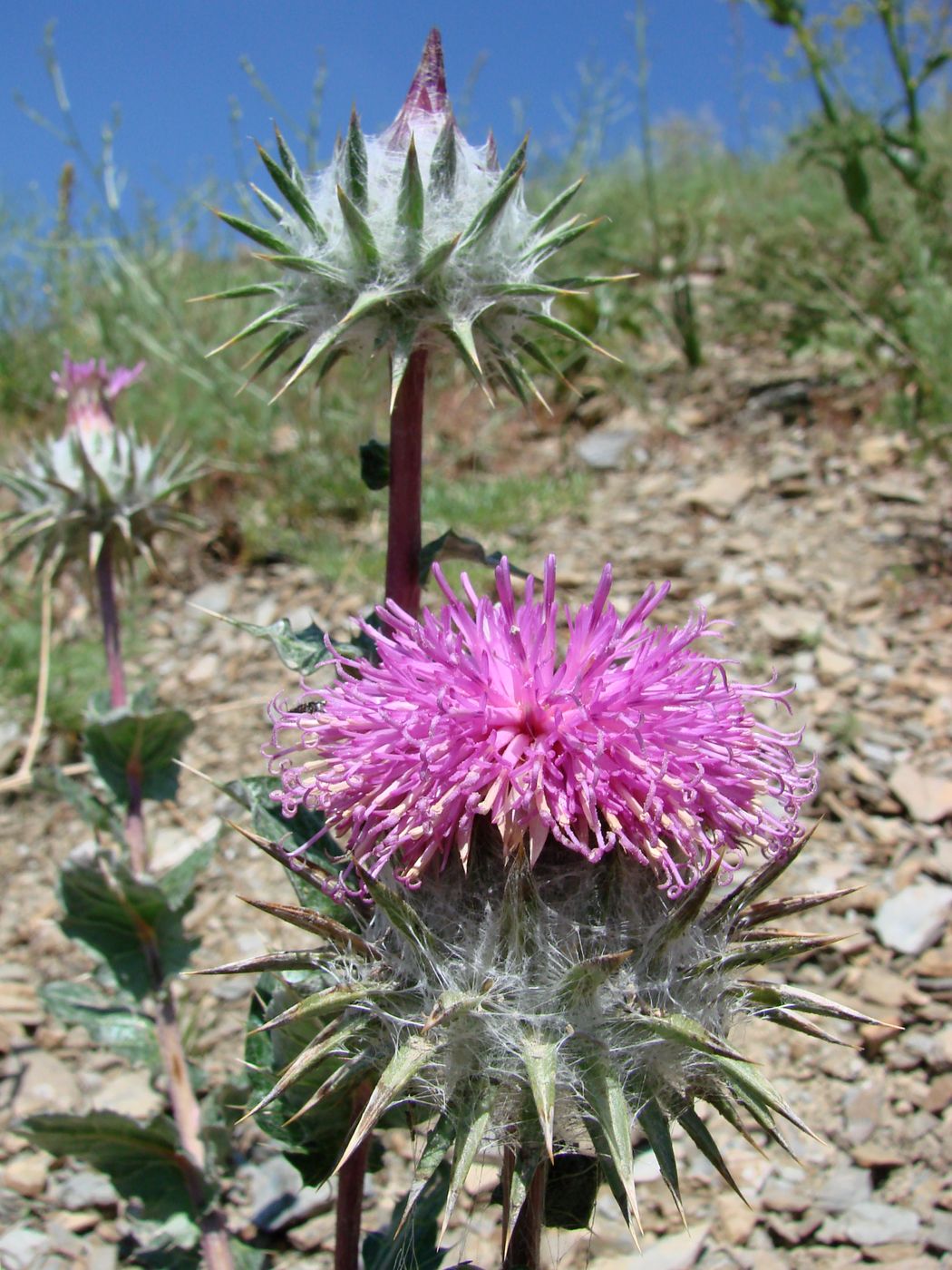 Изображение особи Cousinia pseudodshisakensis.