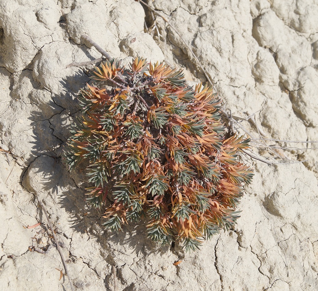 Изображение особи Euphorbia petrophila.