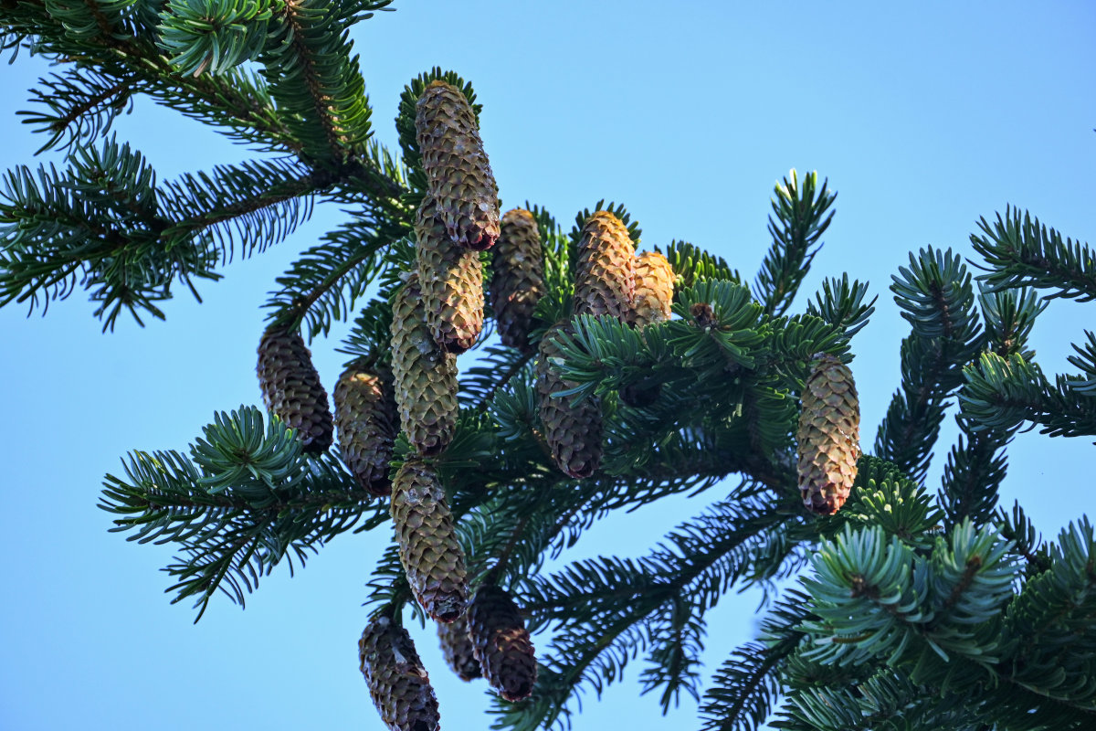 Изображение особи Picea ajanensis.