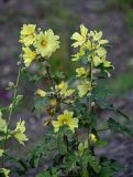 Alcea rugosa