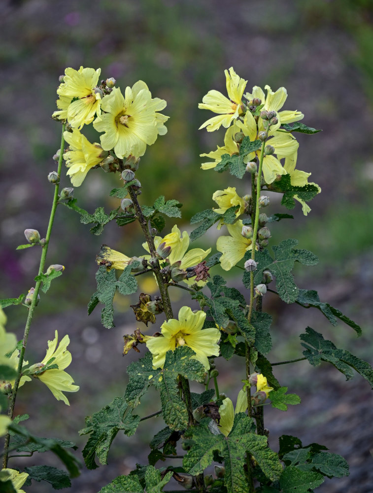 Изображение особи Alcea rugosa.