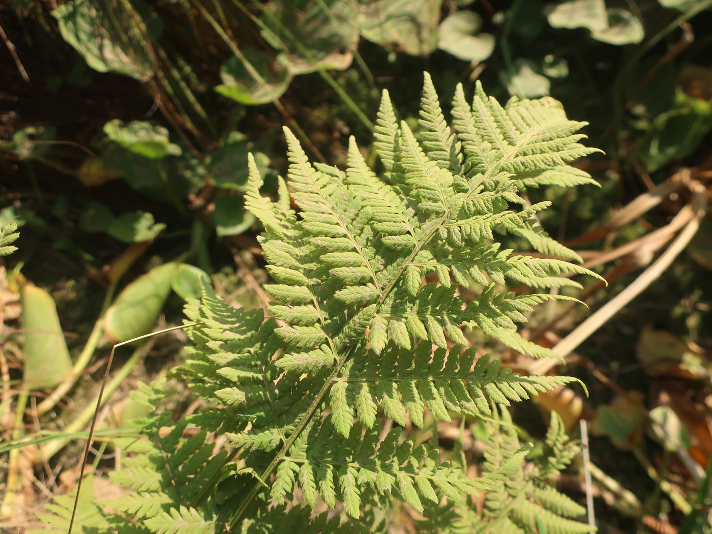 Image of Dryopteris carthusiana specimen.