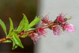 Persica vulgaris