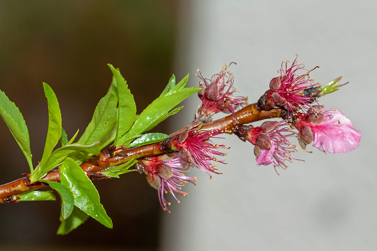 Image of Persica vulgaris specimen.