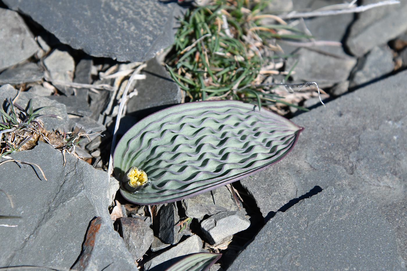 Image of Tulipa regelii specimen.