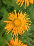 Inula orientalis