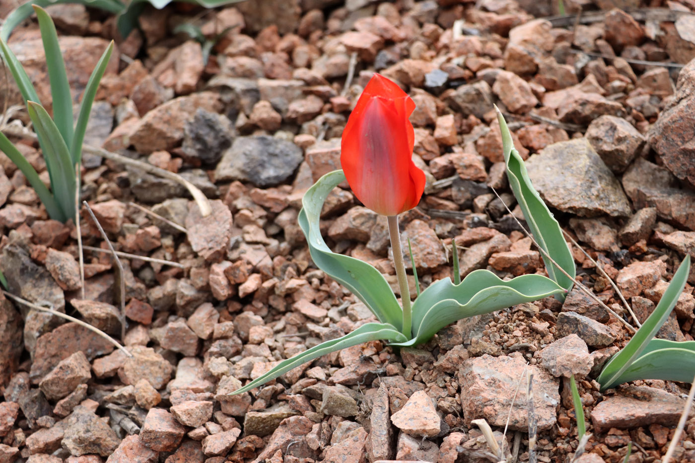 Image of Tulipa butkovii specimen.