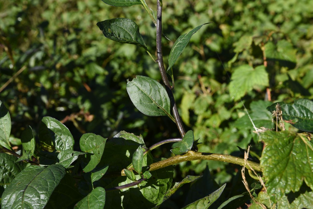 Изображение особи Solanum dulcamara.