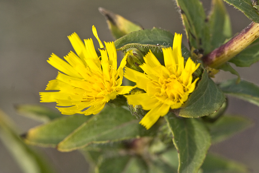 Image of Hieracium virosum specimen.