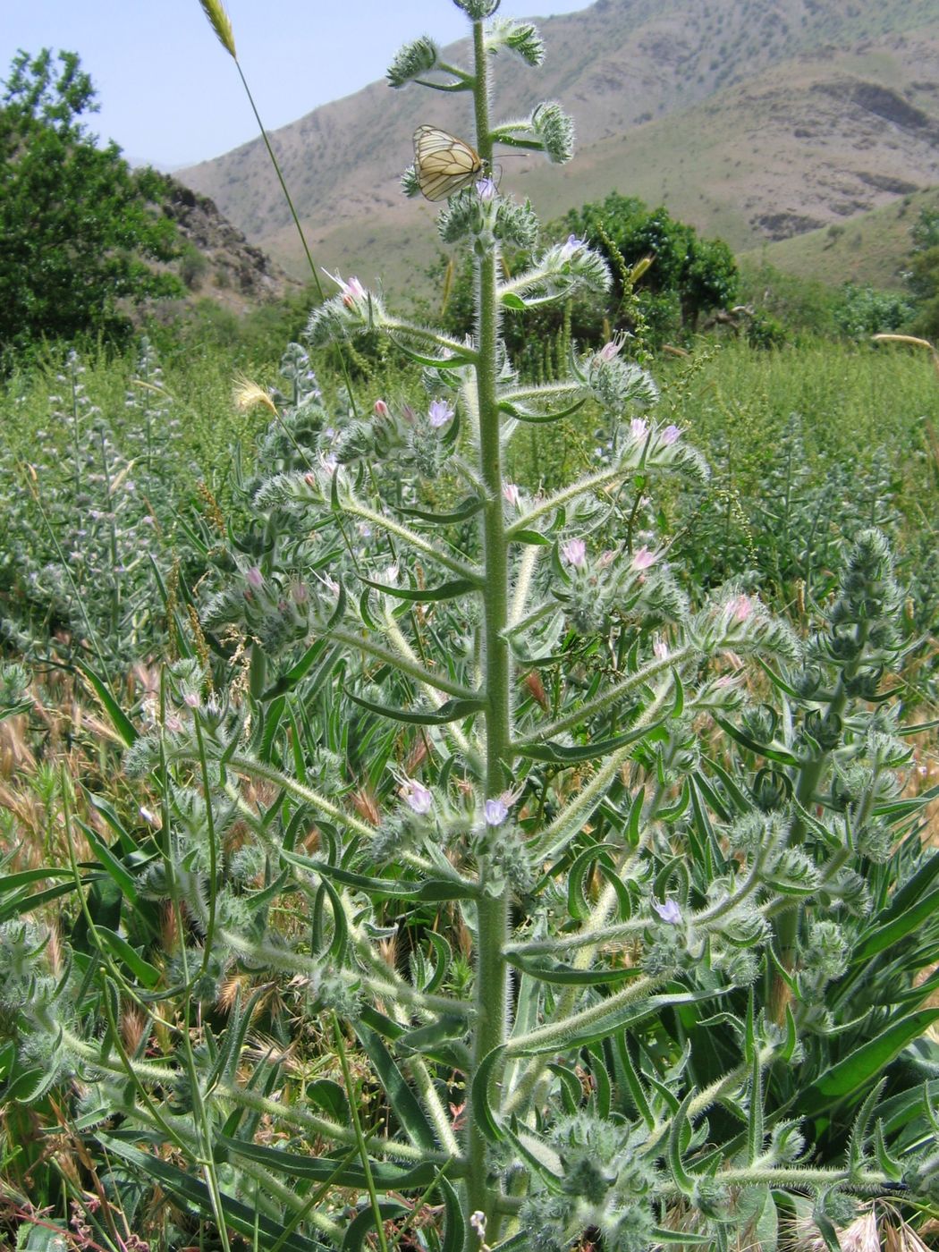 Image of Echium biebersteinii specimen.