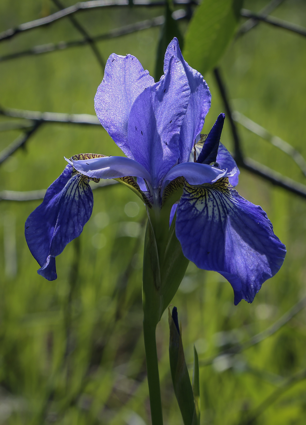 Изображение особи Iris sanguinea.