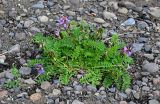 Astragalus subpolaris