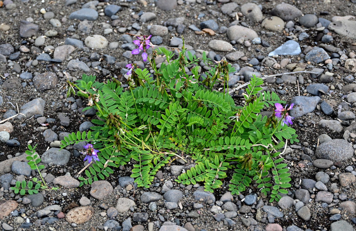 Изображение особи Astragalus subpolaris.