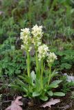 Dactylorhiza romana подвид georgica. Группа цветущих растений. Дагестан, Кумторкалинский р-н; хр. Нарат-Тюбе, окр. Буйнакского перевала, склон СВ экспозиции, выс. ок. 550 м н.у.м., разреженный дубовый лес. 24 апреля 2023 г.