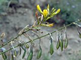 Astragalus scheremetewianus