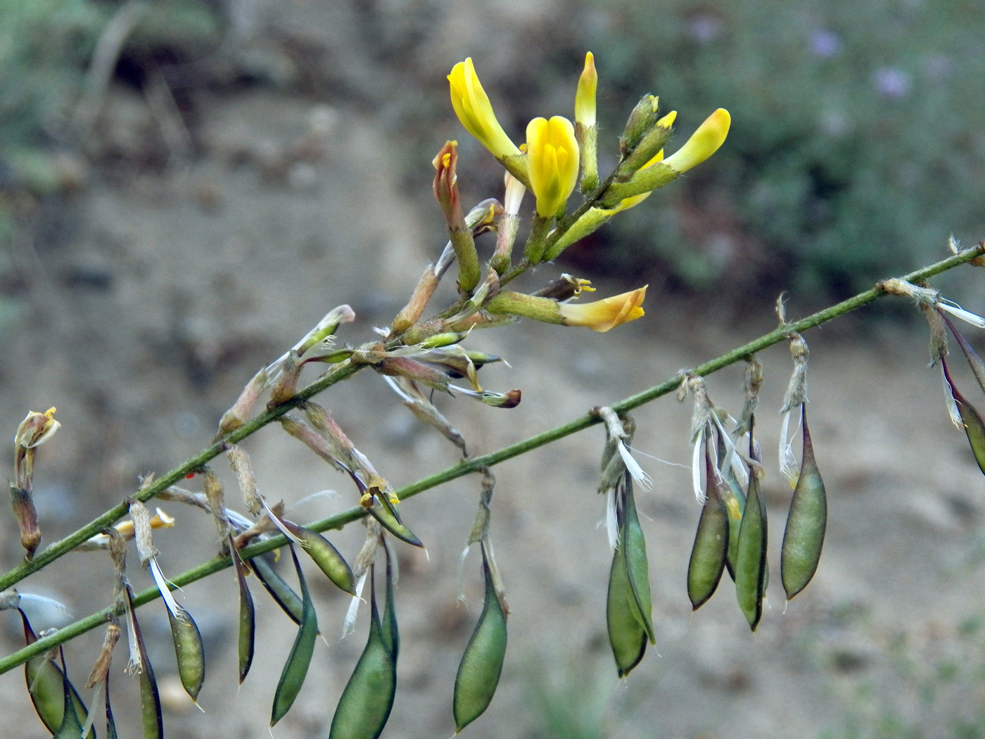 Image of Astragalus scheremetewianus specimen.