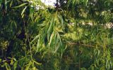 Salix × blanda