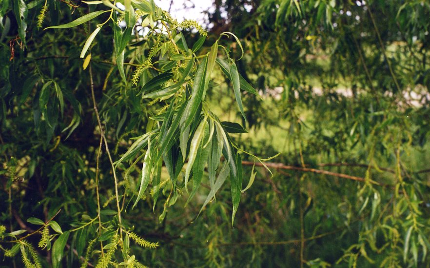 Image of Salix × blanda specimen.