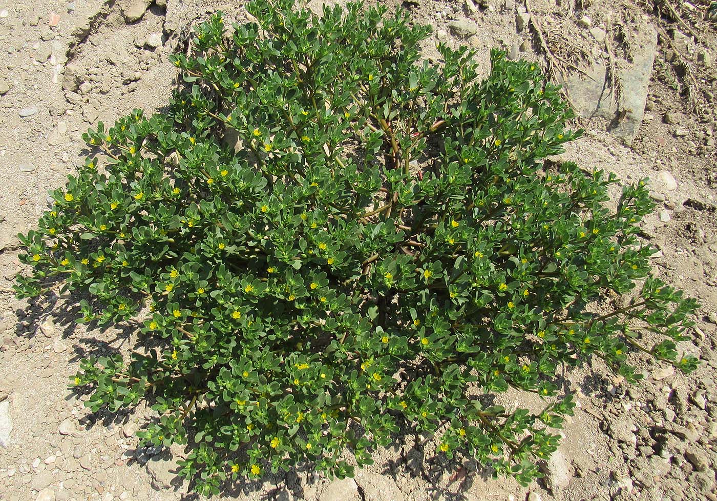 Image of Portulaca oleracea specimen.