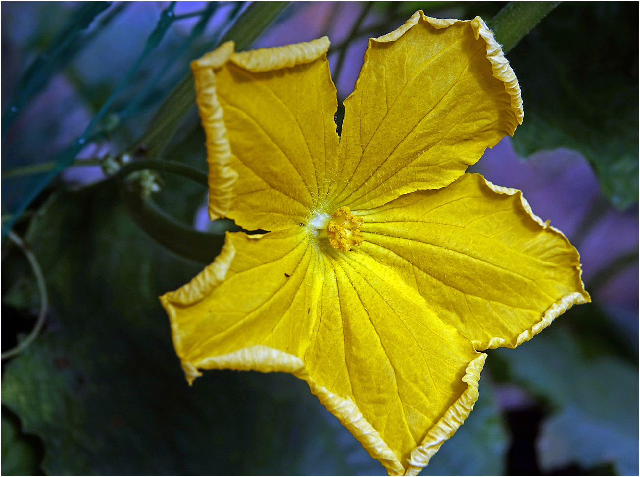 Image of Luffa aegyptiaca specimen.