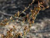genus Artemisia. Часть соцветия. Казахстан, Туркестанская обл., Байдибекский р-н, хр. Каратау, берег вдхр. Байжансай. 23 сентября 2023 г.