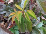 Parthenocissus inserta. Верхушка вегетирующего побега. Ульяновск, Заволжский р-н, забор территории частного дома. 03.10.2023.