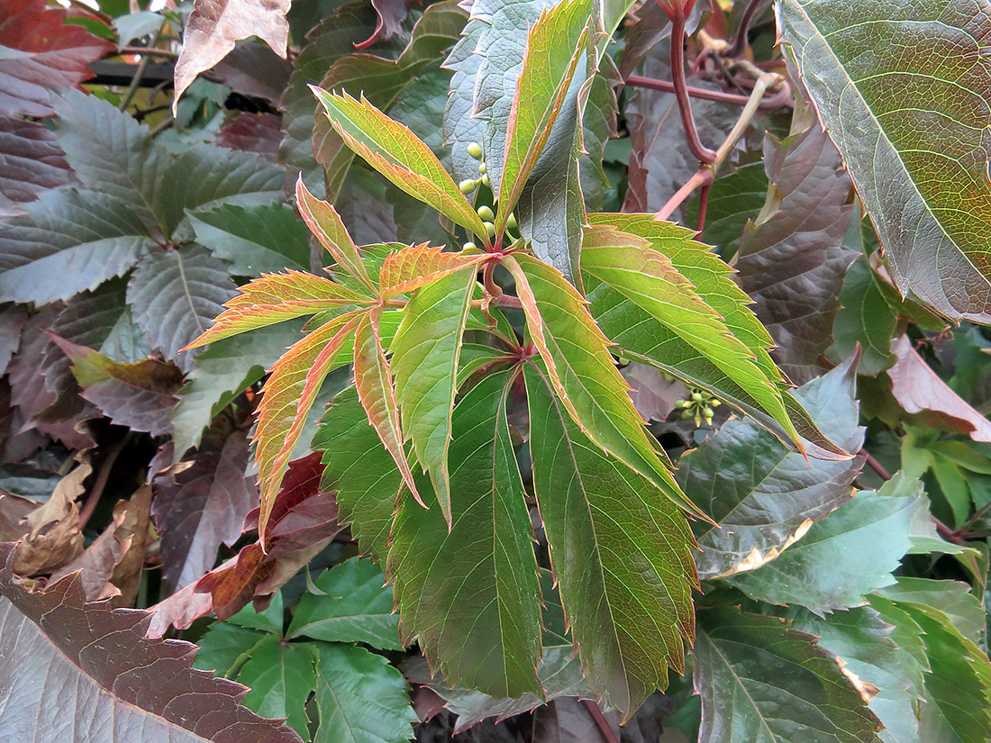 Изображение особи Parthenocissus inserta.