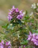 Thymus nummularius. Верхушка побега с соцветием. Карачаево-Черкесия, Урупский р-н, хр. Загедан, склон горы Загедан Скала, ≈ 2500 м н.у.м., альпийский луг, скалы. 10.08.2023.