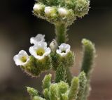 Heliotropium bacciferum. Цветки. Объединённые Арабские Эмираты, эмират Дубай, окр. пляжа Al Mamzar, участок обнажённого грунта между посадками кустарников и деревьев. 04.05.2023.