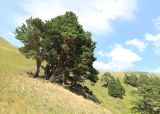 Pinus sylvestris ssp. hamata