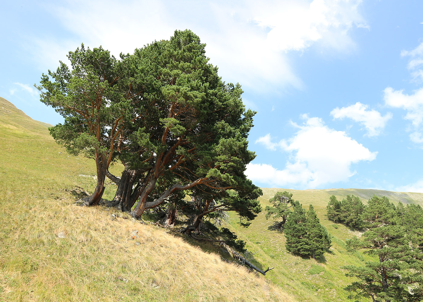 Image of Pinus sylvestris ssp. hamata specimen.