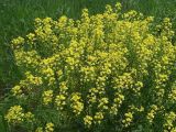 Bunias orientalis