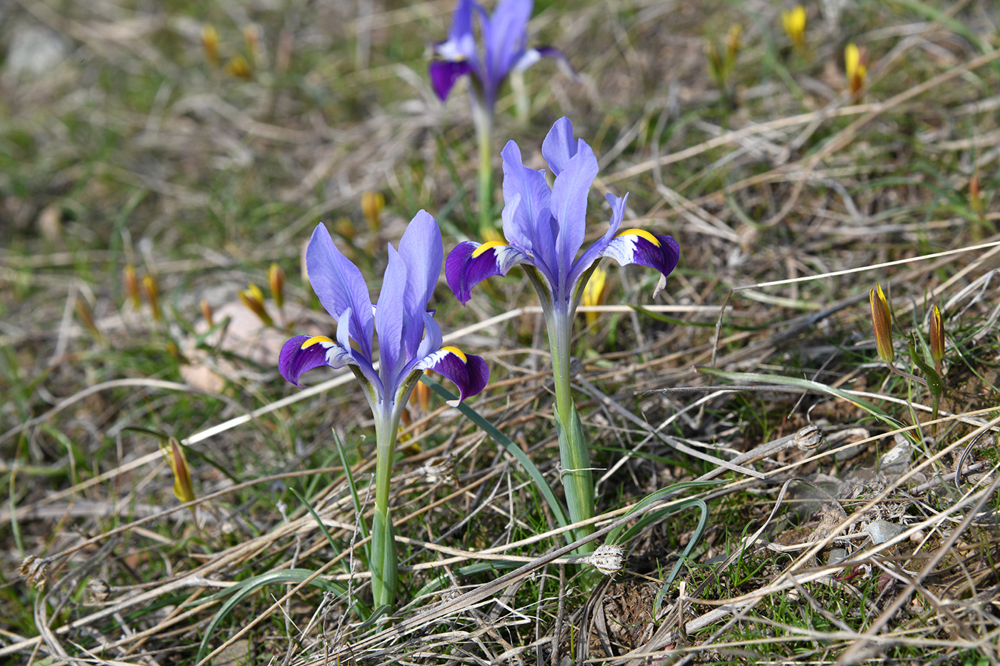 Изображение особи Iridodictyum kolpakowskianum.