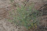 Zygophyllum eichwaldii. Цветущее растение. Узбекистан, Бухарская обл., экоцентр \"Джейран\", саксауловая роща на закреплённых песках. 3 мая 2022 г.