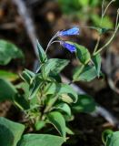 Mertensia pterocarpa