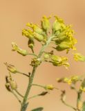 Alyssum montanum. Соцветие. Испания, автономное сообщество Каталония, провинция Барселона, комарка Бергеда, муниципалитет Сальдес, подножие горы Педрафорка, окр. смотр. площадки \"Гресолет\", 1557 м н.у.м., каменистый склон восточной экспозиции. 11.06.2023.