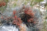 Ephedra intermedia