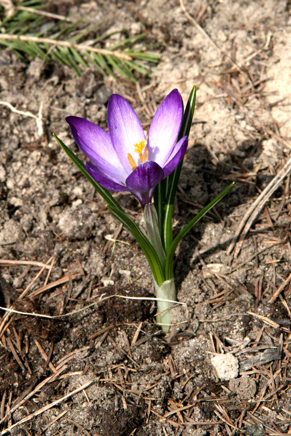 Изображение особи род Crocus.