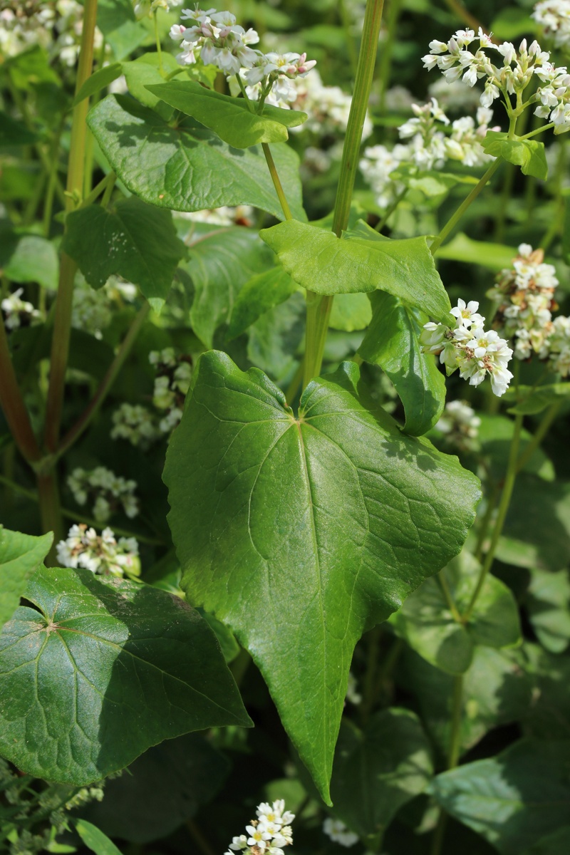 Изображение особи Fagopyrum esculentum.