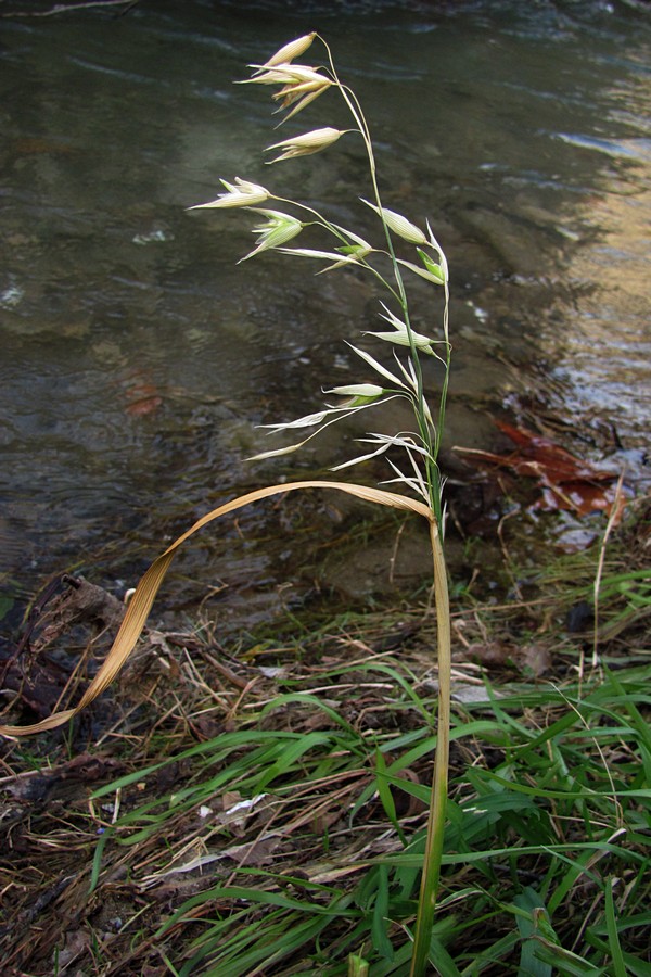 Image of Avena georgica specimen.
