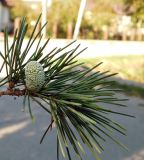 Cedrus deodara