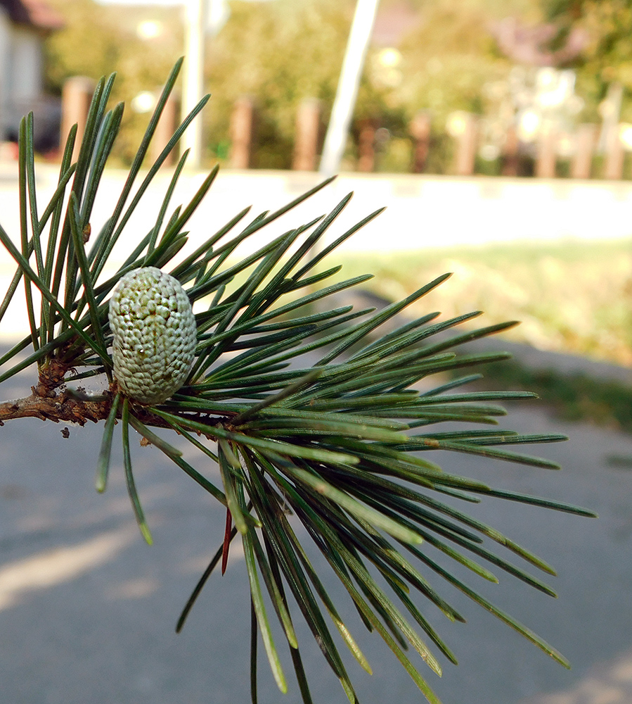 Image of Cedrus deodara specimen.