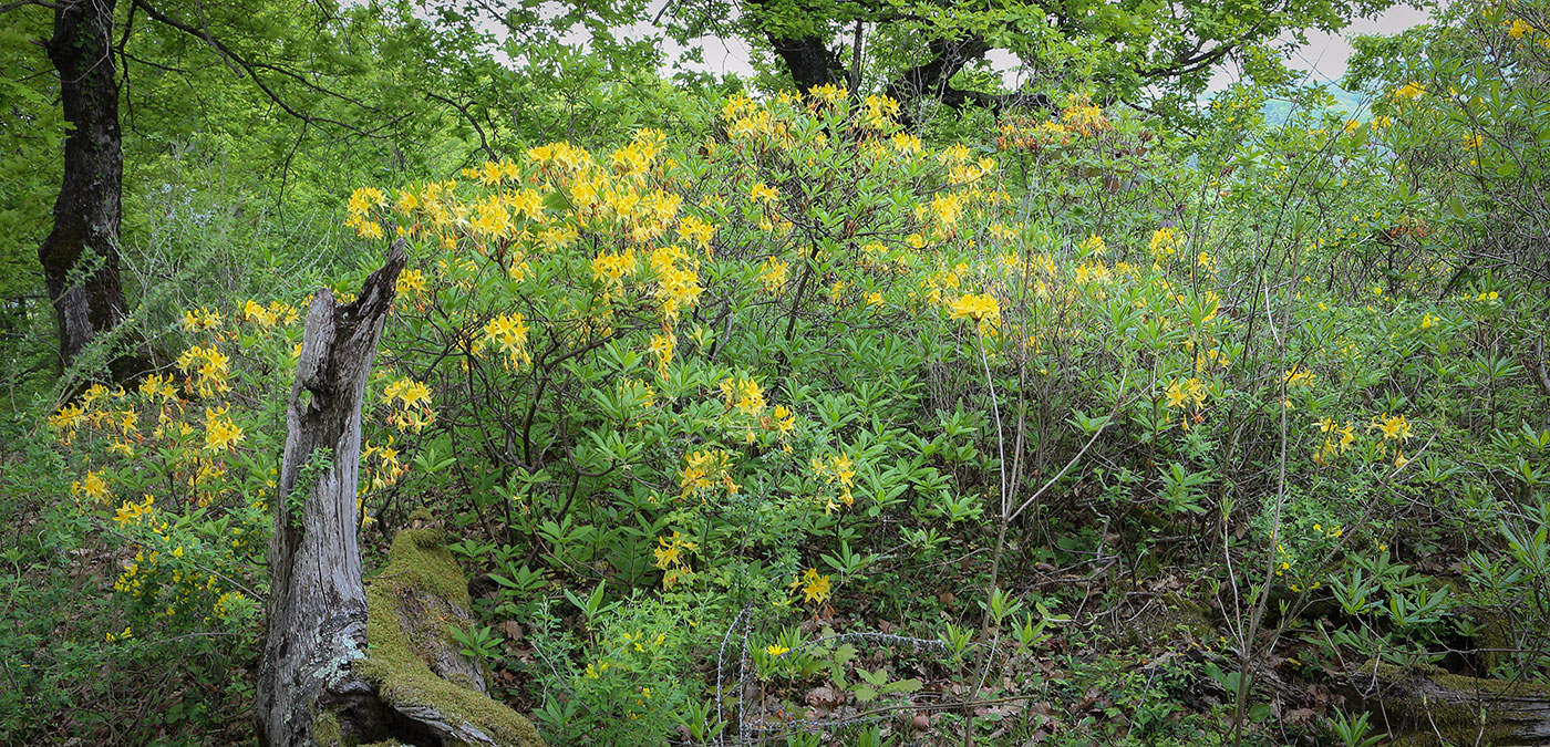Image of Rhododendron luteum specimen.