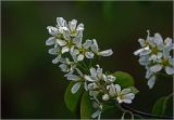 Amelanchier spicata