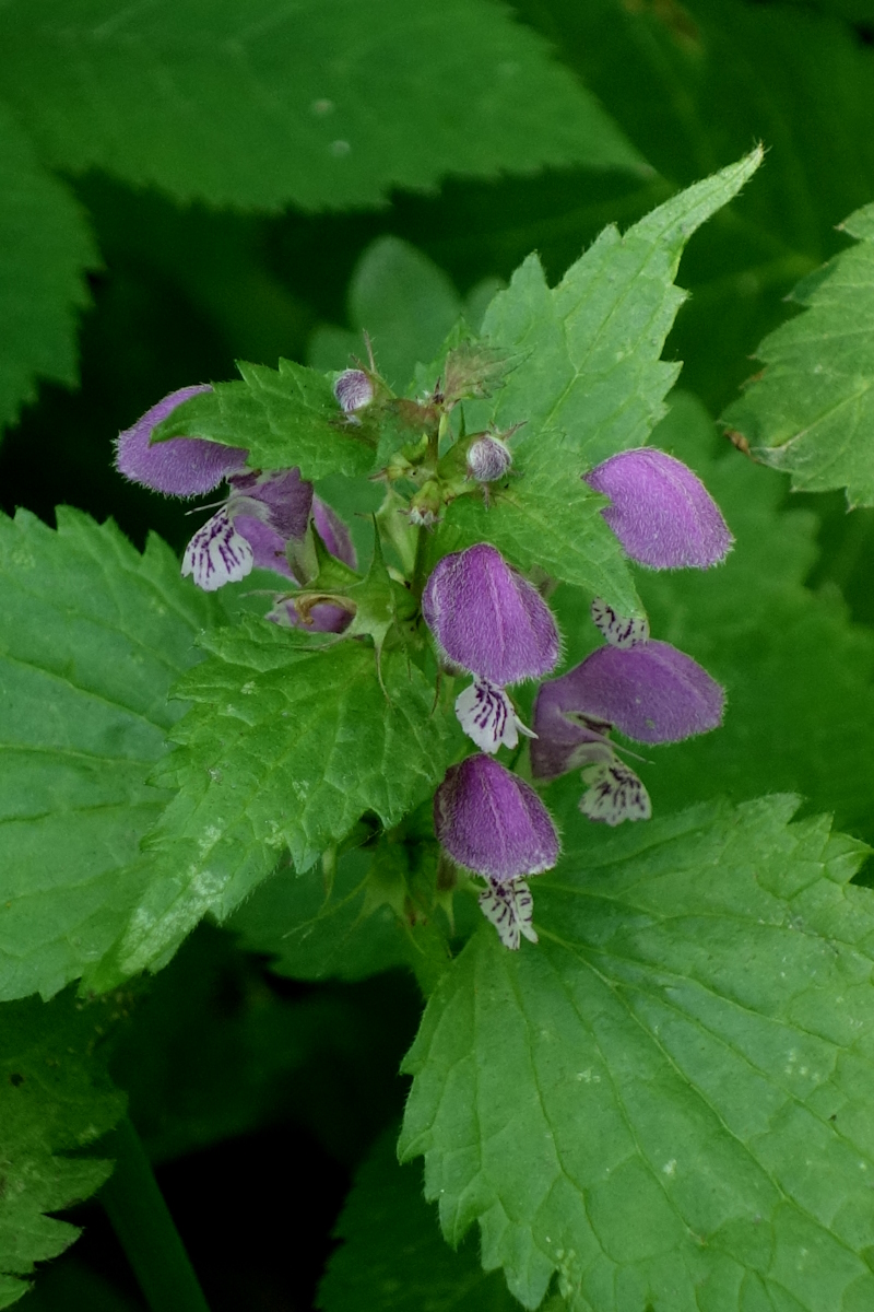 Image of Lamium maculatum specimen.