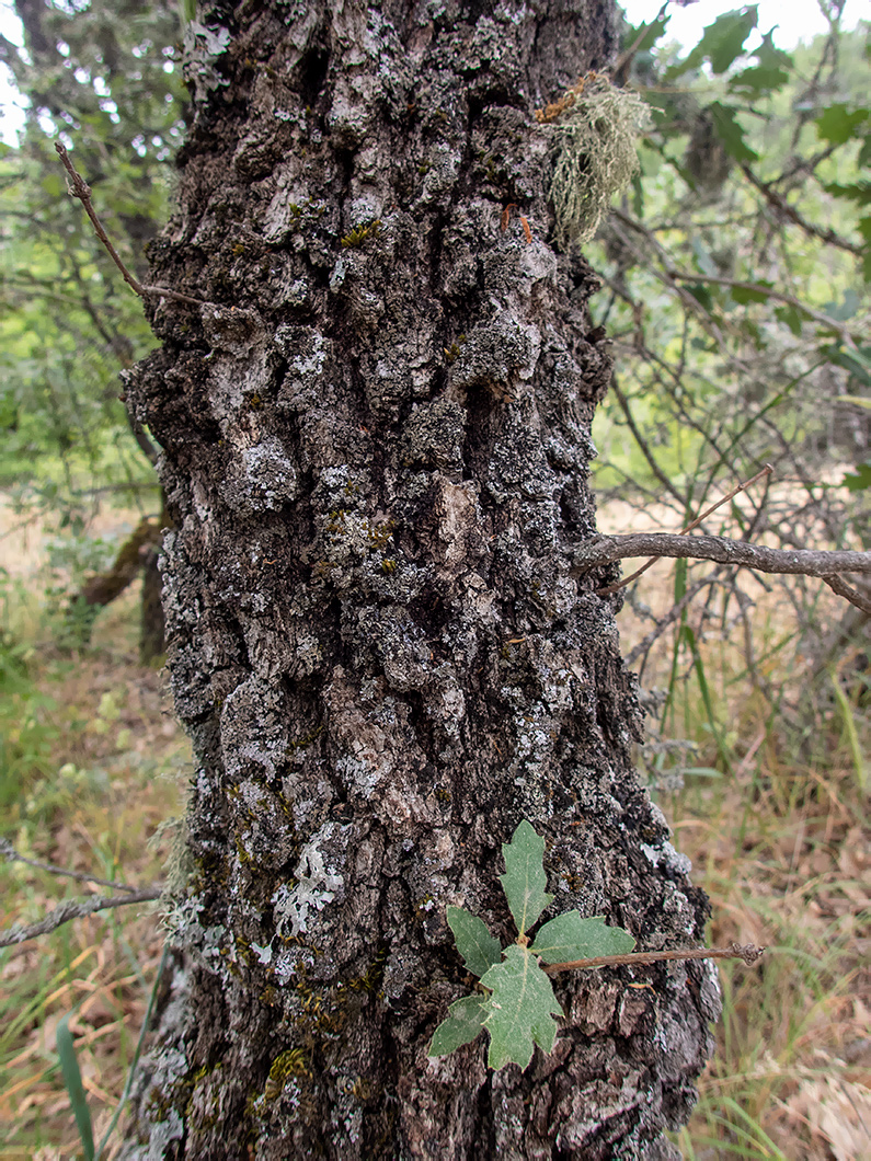 Image of Quercus pubescens specimen.