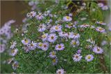 Symphyotrichum × versicolor. Верхушка цветущего растения. Московская обл., Раменский р-н, окр. дер. Хрипань, садовый участок. 27.09.2024.
