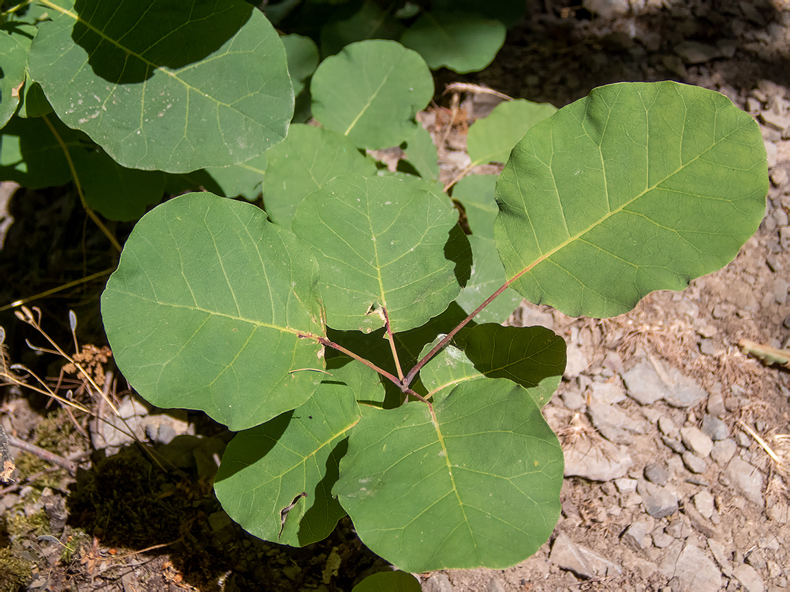Image of Cotinus coggygria specimen.