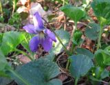 Viola × vindobonensis. Цветущее растение. Смоленская обл., Смоленский р-н, пос. Каспля. 30.04.2009.