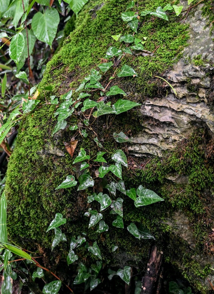 Image of Hedera sinensis specimen.